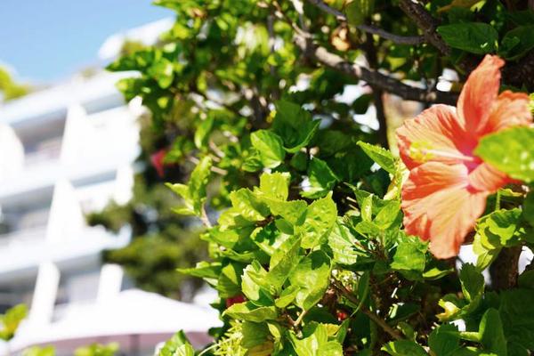 Jardín Apartamentos Coral La Quinta Park Suites Santa Ursula Jardín Apartamentos Coral La Quinta Park Suites Santa Ursula