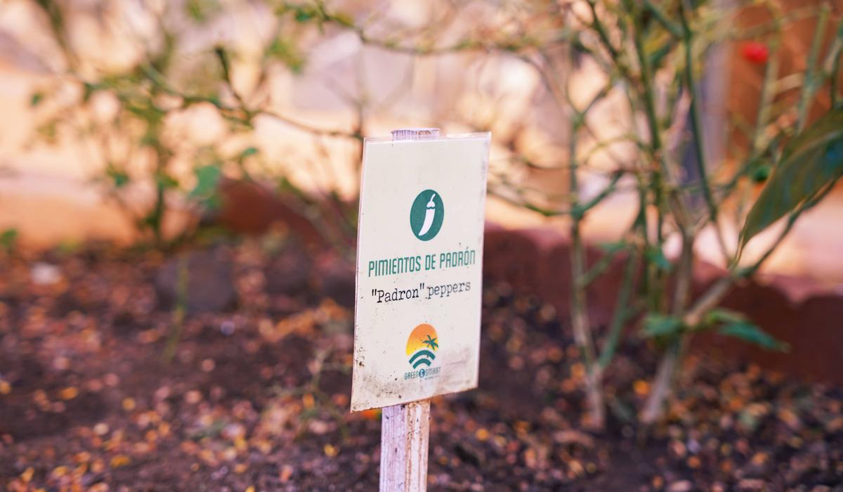 Jardín Apartamentos Coral Los Alisios Los Cristianos Jardín Apartamentos Coral Los Alisios Los Cristianos