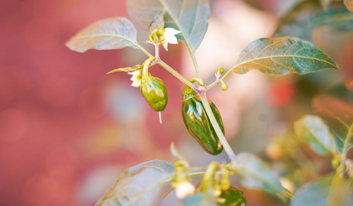 Jardín Apartamentos Coral Los Alisios Los Cristianos Jardín Apartamentos Coral Los Alisios Los Cristianos