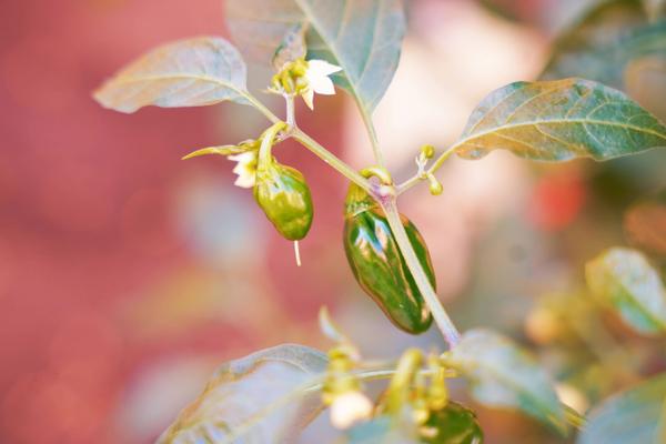 Jardín Apartamentos Coral Los Alisios Los Cristianos Jardín Apartamentos Coral Los Alisios Los Cristianos