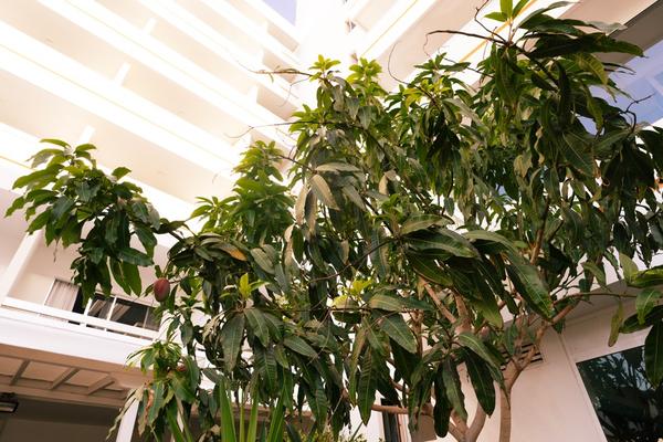 Jardín Hotel Coral Suites & Spa Playa de las Américas Jardín Hotel Coral Suites & Spa Playa de las Américas