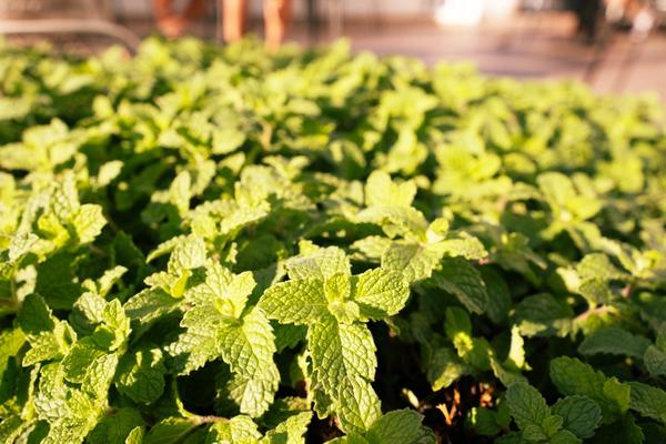 Jardín Hotel Coral Suites & Spa Playa de las Américas Jardín Hotel Coral Suites & Spa Playa de las Américas