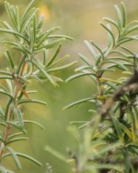 Coral Dreams Costa Adeje Coral Dreams Costa Adeje