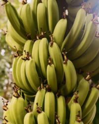 Coral Dreams Costa Adeje Coral Dreams Costa Adeje