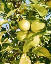 Coral Dreams Costa Adeje Coral Dreams Costa Adeje